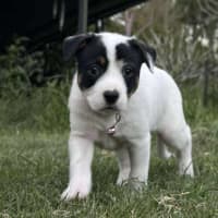 Photo of Gypsy
