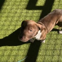 Photo of D1176 Cinnamon