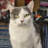 Photo of Priscilla 