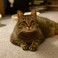 Photo of Tigg (14yrs) & Diesel (9yrs)