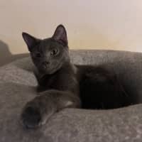 Photo of Merlin 