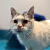 Photo of Elsa