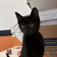 Photo of Bolt