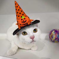 Photo of Sergeant Sesame