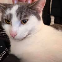 Photo of Alfie