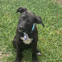 Photo of Socks   3 Month Old Bull Arab X Kelpie