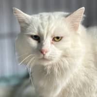Photo of Atticus