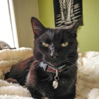 Photo of Cas & Frankie