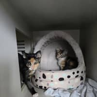 Photo of Tango *Available At Pet Stock Milperra*