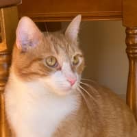 Photo of Simba  Assisted Rehome 🧡