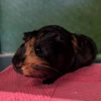 Photo of Smokey