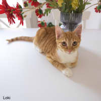 Photo of Loki
