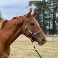 Photo of Miss Nibbles