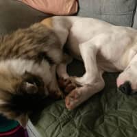 Photo of Koda