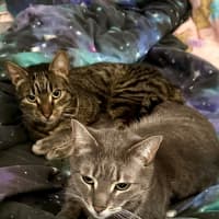 Photo of Turbo And Hiccup