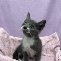 Photo of Beemo