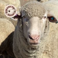 Photo of Family Flock