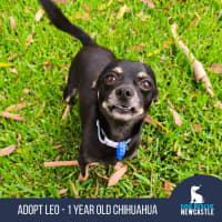 Photo of Leo   1 Year Old Chihuahua 