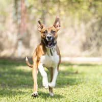 Photo of Buster