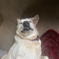 Photo of Kulfi