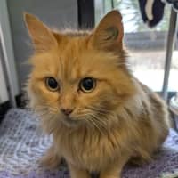 Photo of Snuggle Muffin