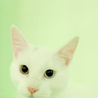 Photo of Snowy