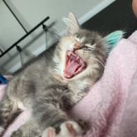 Photo of Milli