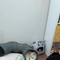 Photo of Puss