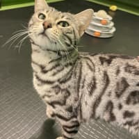 Photo of Zelda