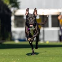 Photo of Caspian Imp 2883