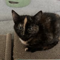 Photo of Chilli