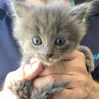 Photo of Blue