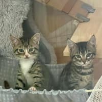 Photo of Camp Chair (Cc)