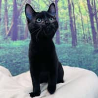 Photo of Cat Man   Located In Preston