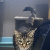 Photo of Poppy