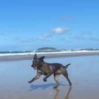 Photo of Sadie