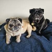 Photo of Dimple & Freckle