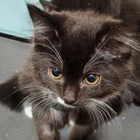 Photo of Sparrow