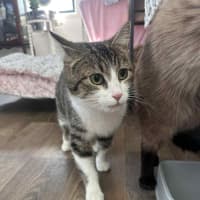 Photo of Josie* 9 Lives Project Rescue*