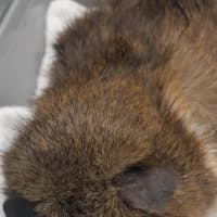 Photo of Dolly Pigton