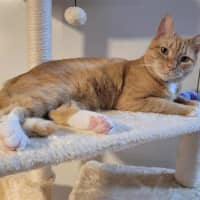 Photo of Cheeto