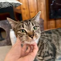 Photo of Fish   Located In Brunswick West