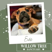 Photo of Evie