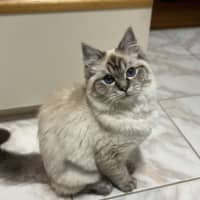 Photo of Guppy