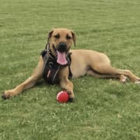 Photo of Mira