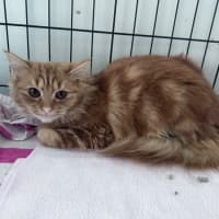 Photo of Marigold