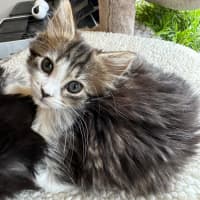 Photo of Fifi