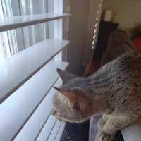Photo of Oliver