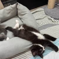 Photo of Kit