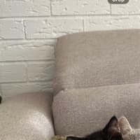 Photo of Oreo
